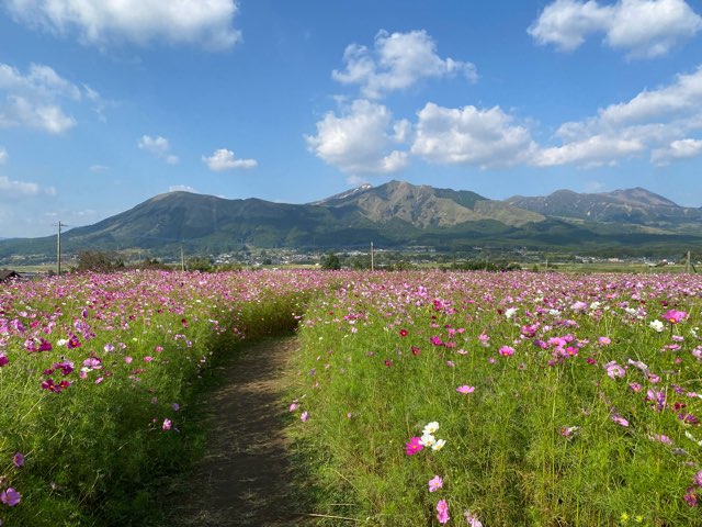 道の駅あそ望の郷くぎのコスモス