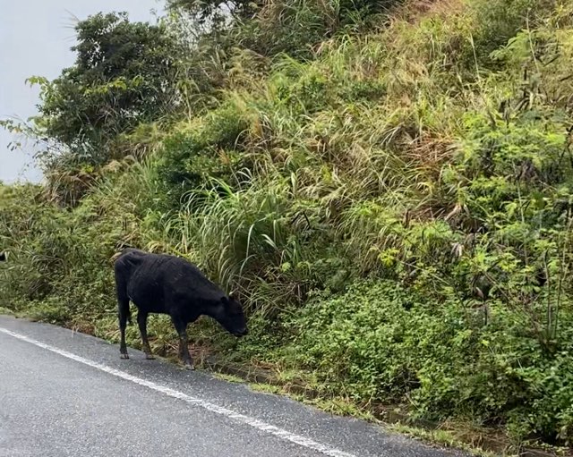 与那国島