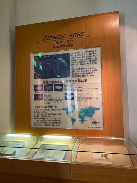 与那国アヤミハビル館