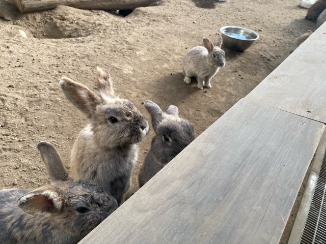 別府地獄めぐり山地獄