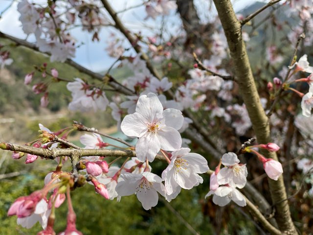 桜情報2024