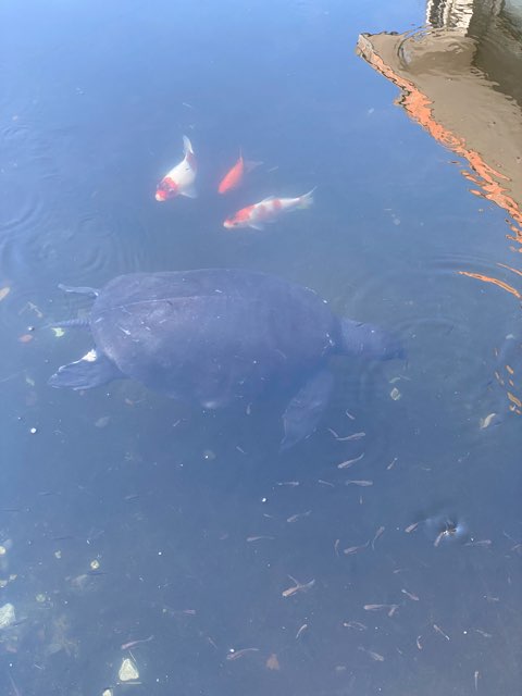 別府地獄めぐり白池地獄