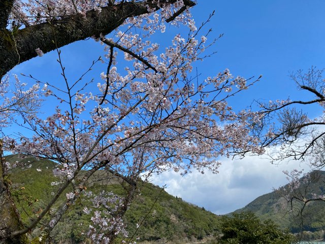 市房ダム水の上の市場