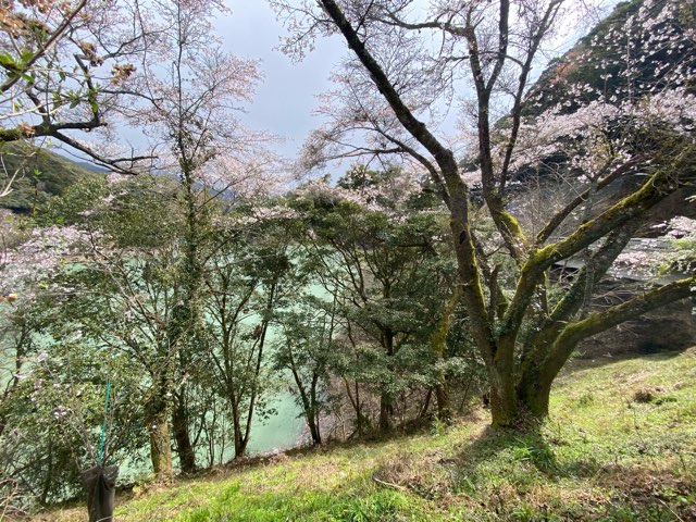 市房ダム水の上の市場