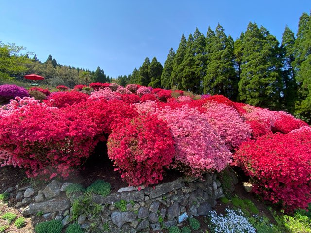 丸目さん家のツツジ畑