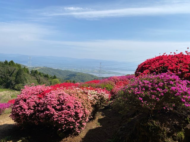 丸目さん家のツツジ畑