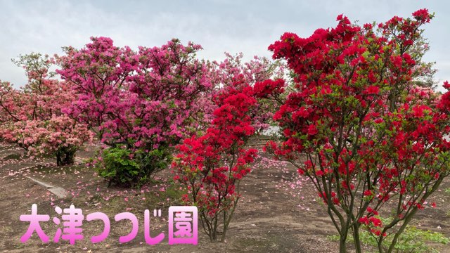 大津つつじ園