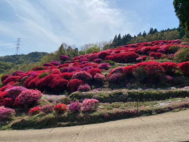 丸目さん家のツツジ畑