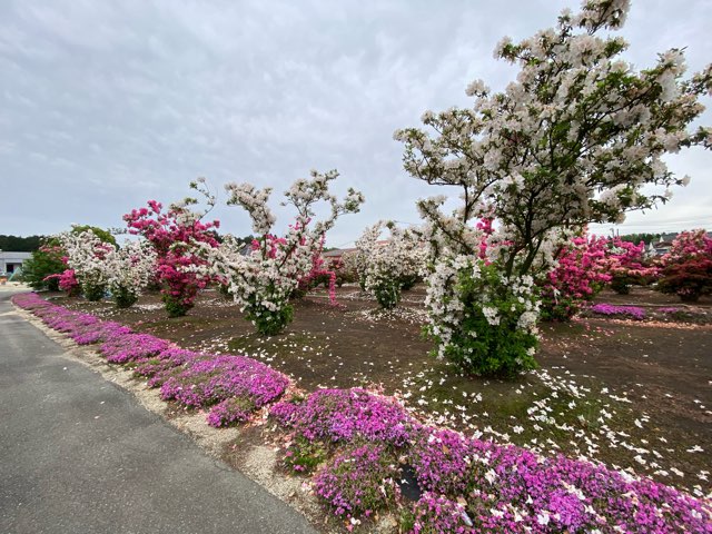 大津つつじ畑