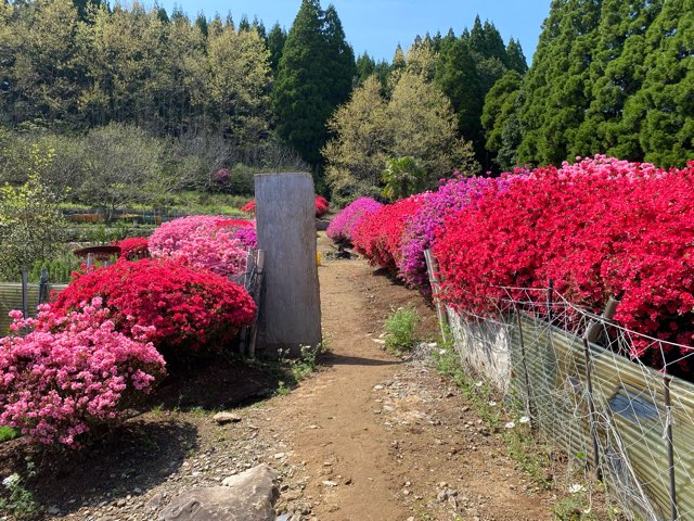 丸目さん家のツツジ畑