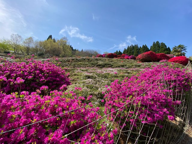 丸目さん家のツツジ畑