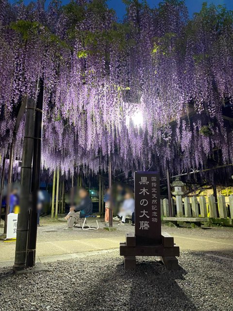 黒木の大藤