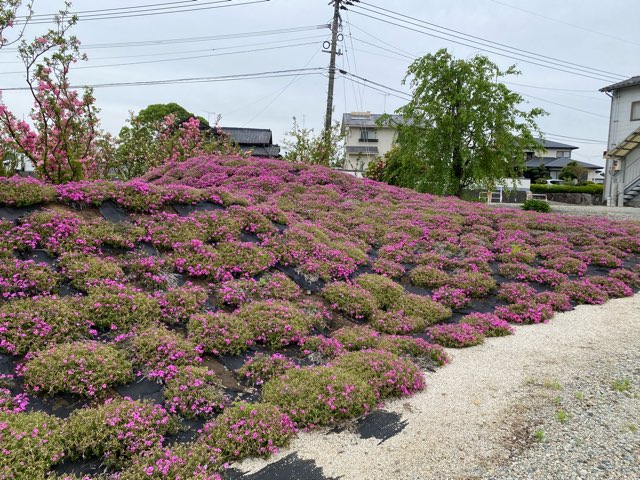 大津つつじ園