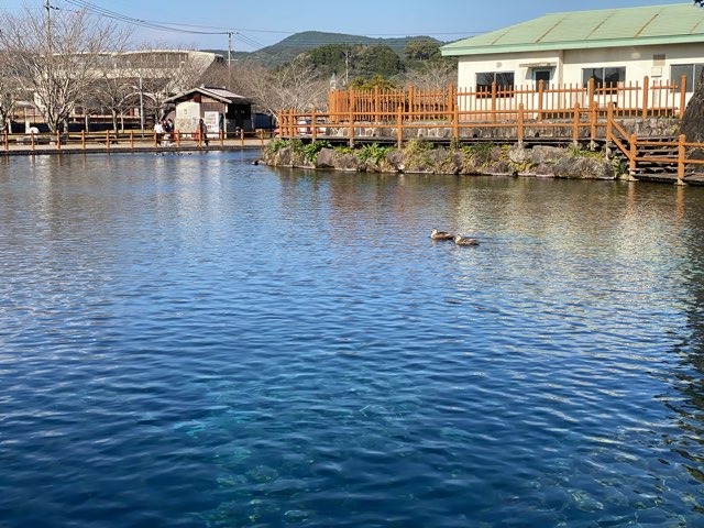 丸池湧水