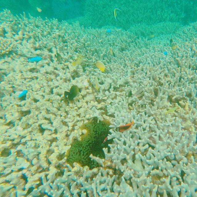 ライズ石垣島