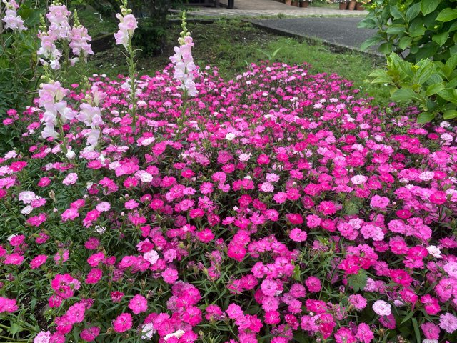 くじゅう花公園