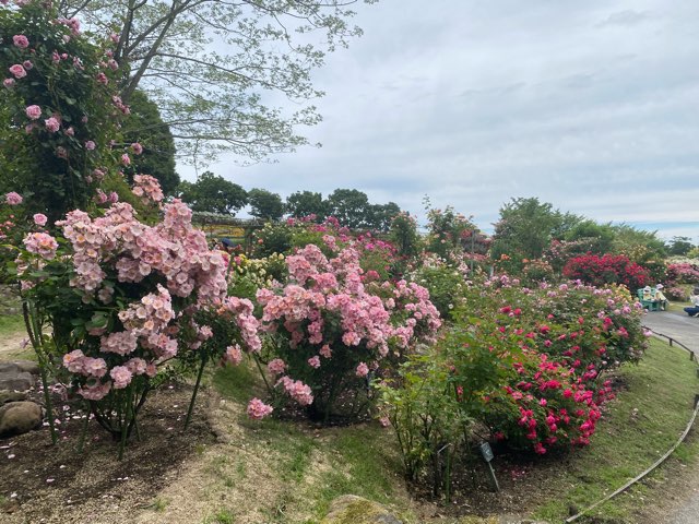 くじゅう花公園