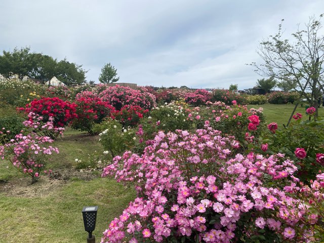 くじゅう花公園