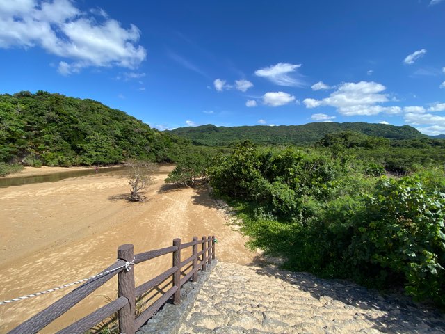 吹通川マングローブ群落