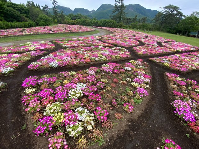 くじゅう花公園