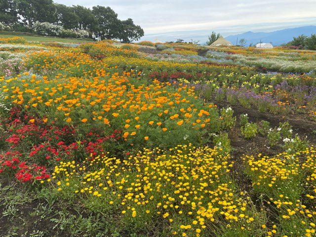 くじゅう花公園