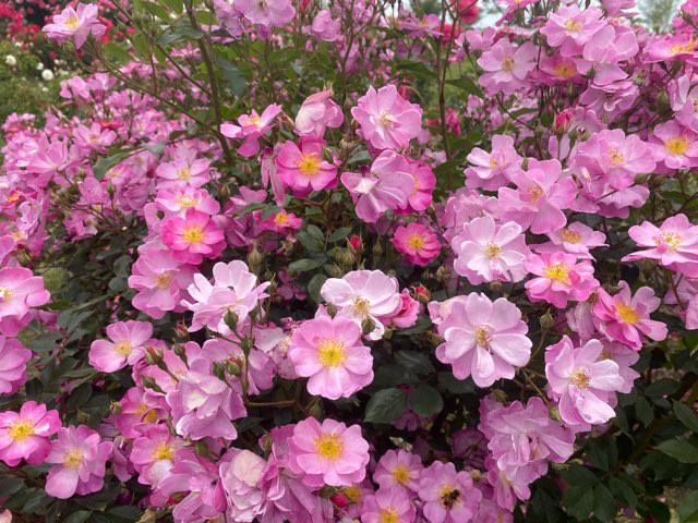 くじゅう花公園