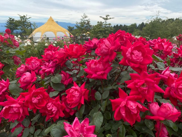 くじゅう花公園