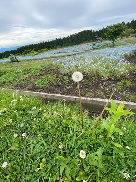 くじゅう花公園