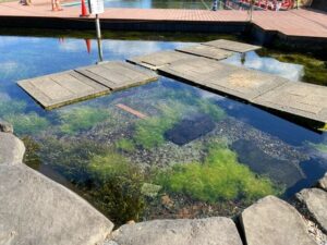 嘉島町湧水公園天然プール