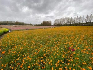 生駒高原