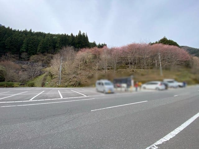 祖谷かずら橋