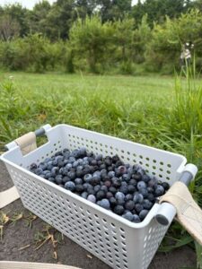 ブルーベリー畑