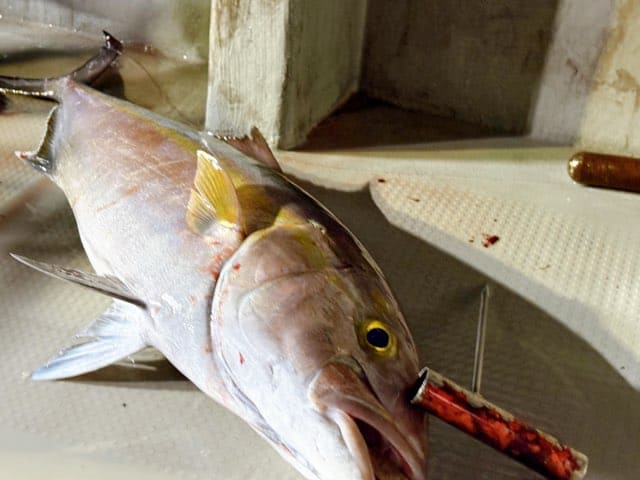 魚釣り