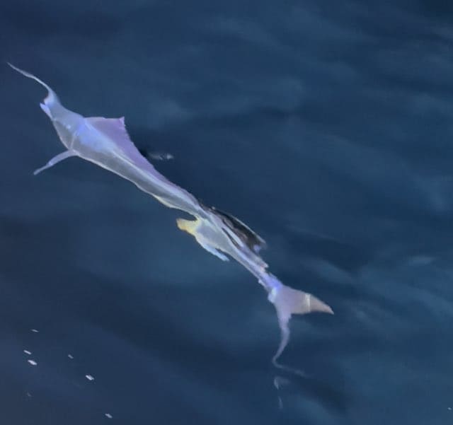 魚釣り