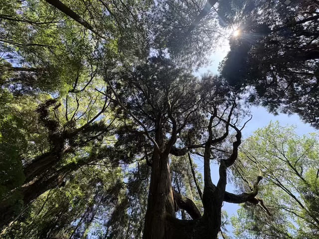 東霧島神社