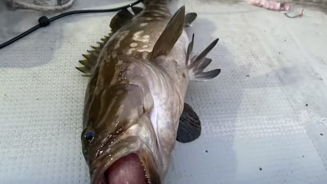 竜宝丸