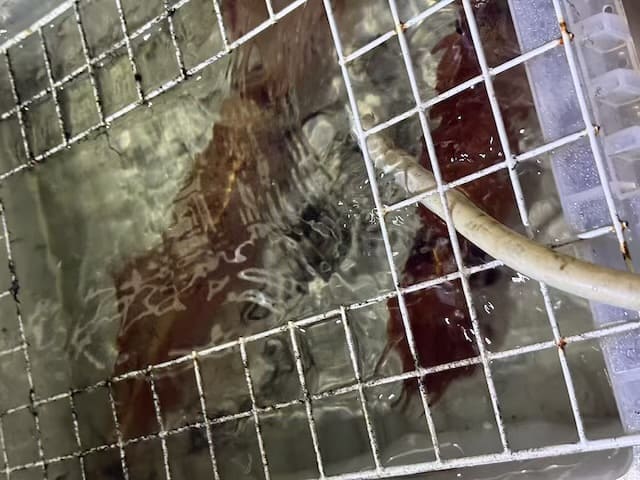 魚釣り