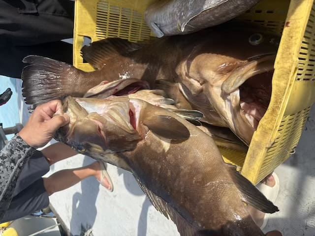 魚釣り