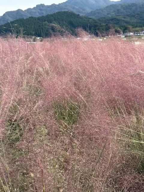 道の駅あそ望の郷くぎのコキア