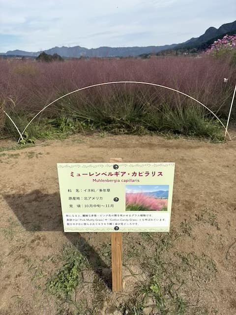 道の駅あそ望の郷くぎのコキア