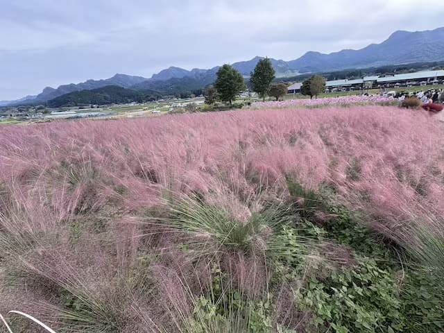 道の駅あそ望の郷くぎのコキア