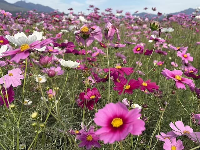 道の駅あそ望の郷くぎのコキア