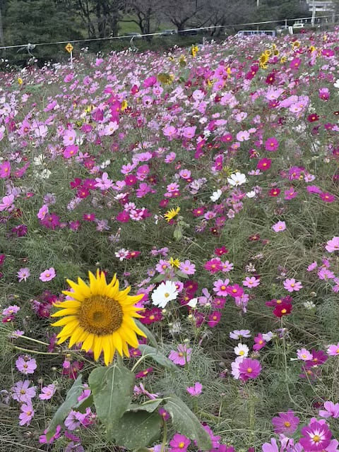 俵山交流館萌の里